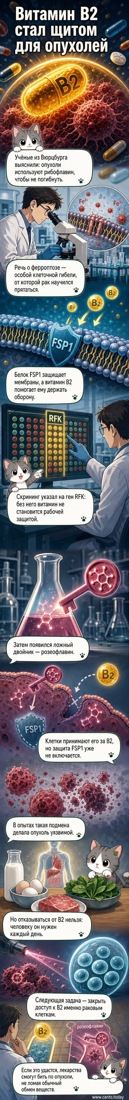 Схематичное изображение раковой клетки, защищённой молекулами витамина B2, и механизма, при котором розеофлавин нарушает эту защиту