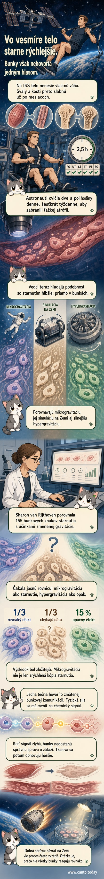 Ilustrácia endotelových buniek v cievach pod mikroskopom, s vizualizáciou poruchy mechanotransdukcie v mikrogravitácii.
