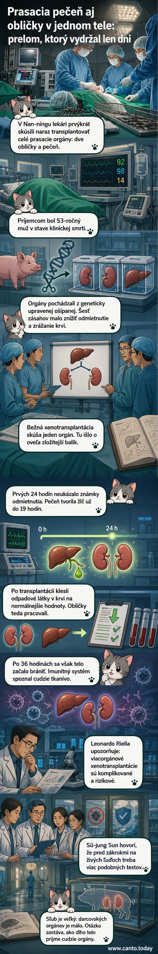 Ilustrácia: chirurgický tím vykonáva transplantáciu pečene a obličiek z prasaťa mužovi, na monitore sú vitálne známky a genetická mapa upraveného orgánu.