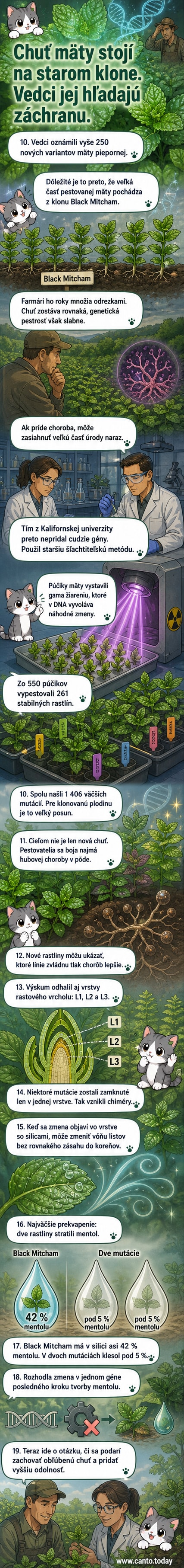 Ilustrácia experimentu s mätou: vedci ožarujú púčiky gama žiarením, aby vytvorili nové genetické varianty s lepšou odolnosťou a zachovanou chuťou.