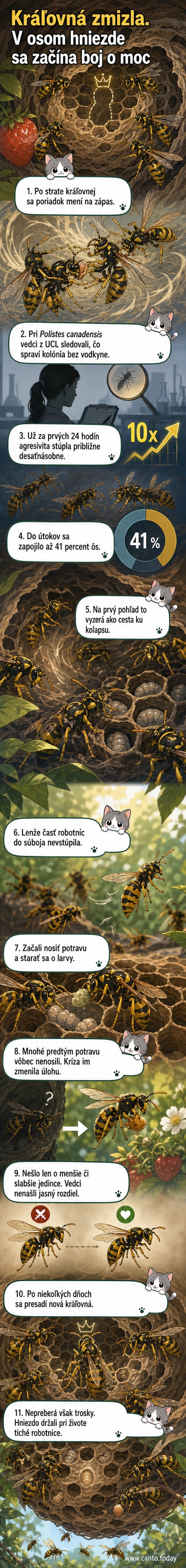 Ilustrácia osieho hniezda po smrti kráľovnej: niektoré osy sa zápasia, iné pracujú na zásobovaní a starostlivosti o mláďatá.
