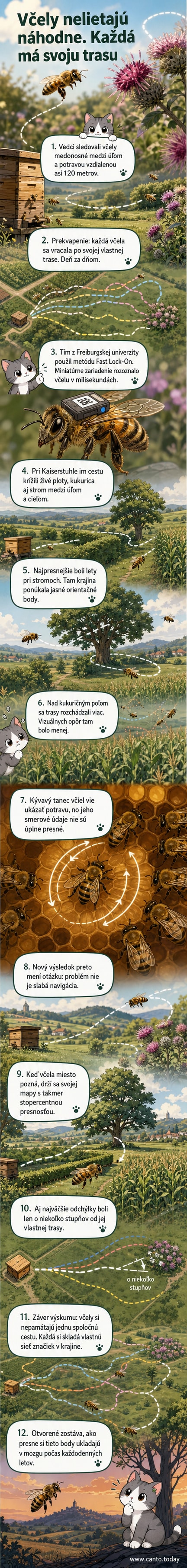 Ilustrácia včely, ktorá letí po zakrivenom chodníku medzi kvetmi a stromami, s vyznačenou jej opakujúcou sa trasou a orientačnými bodmi ako strom alebo živý plot.