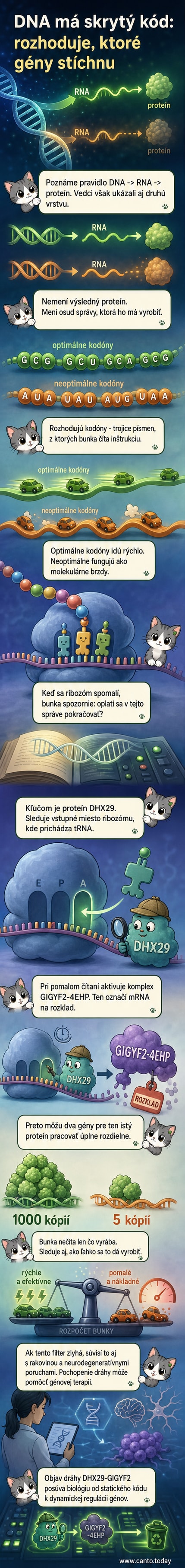 Ilustrácia ľudskej bunky s ribozómom, ktorý číta genetický kód; zvýraznené miesto interakcie proteínu DHX29 s ribozómom pri A-mieste a degradácia mRNA.