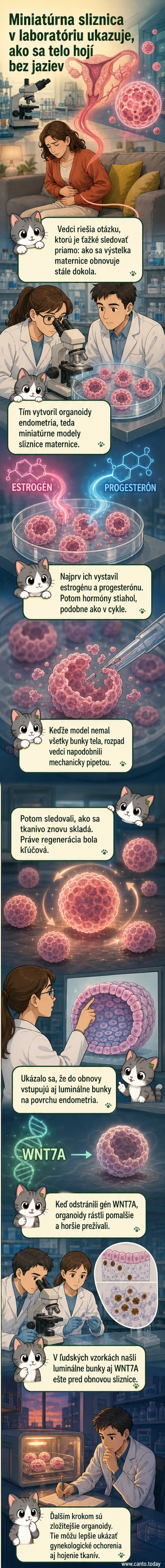 Ilustrácia miniatúrnych guľatých organoidov pod mikroskopom, ktoré sa rozvíjajú a obnovujú ako výstelka maternice.