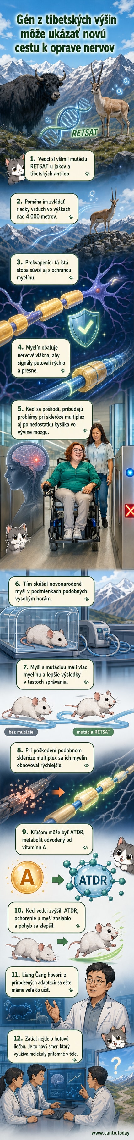 Ilustrácia ľudského mozgu s dôrazom na myelínový obal nervových vlákien a genetickú mutáciu RETSAT, ktorá podporuje jeho regeneráciu.