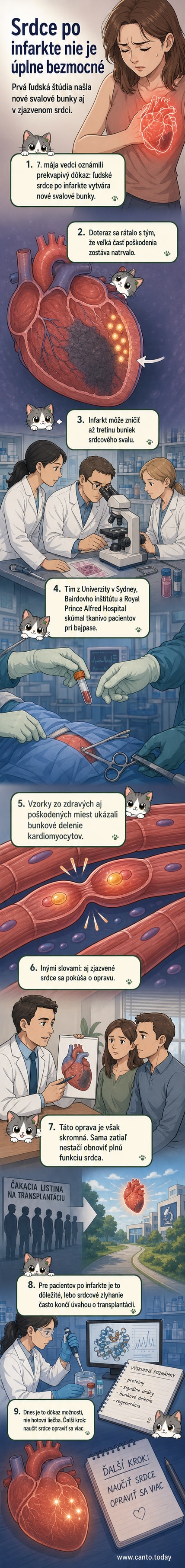 Ilustrácia ľudského srdca s detailom regenerujúcich sa svalových buniek po infarkte, v štýle vedeckého vizuálu