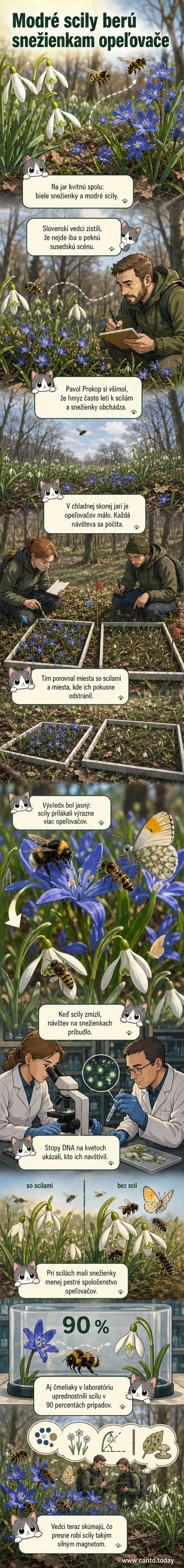 Ilustrácia dvoch jarných kvetín – bielej snežienky a modrej scily – s hmyzom okolo, pričom viac opeľovačov smeruje k modrým kvetom.