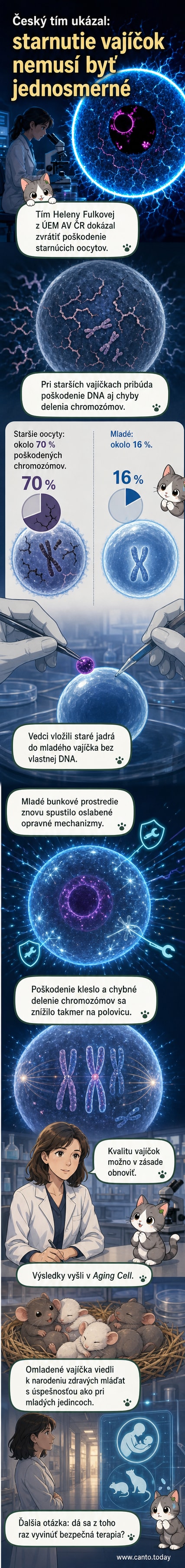 Ilustrácia myšieho oocytu s dôrazom na bunkové jadro a štruktúru chromatínu, pred a po omladení.
