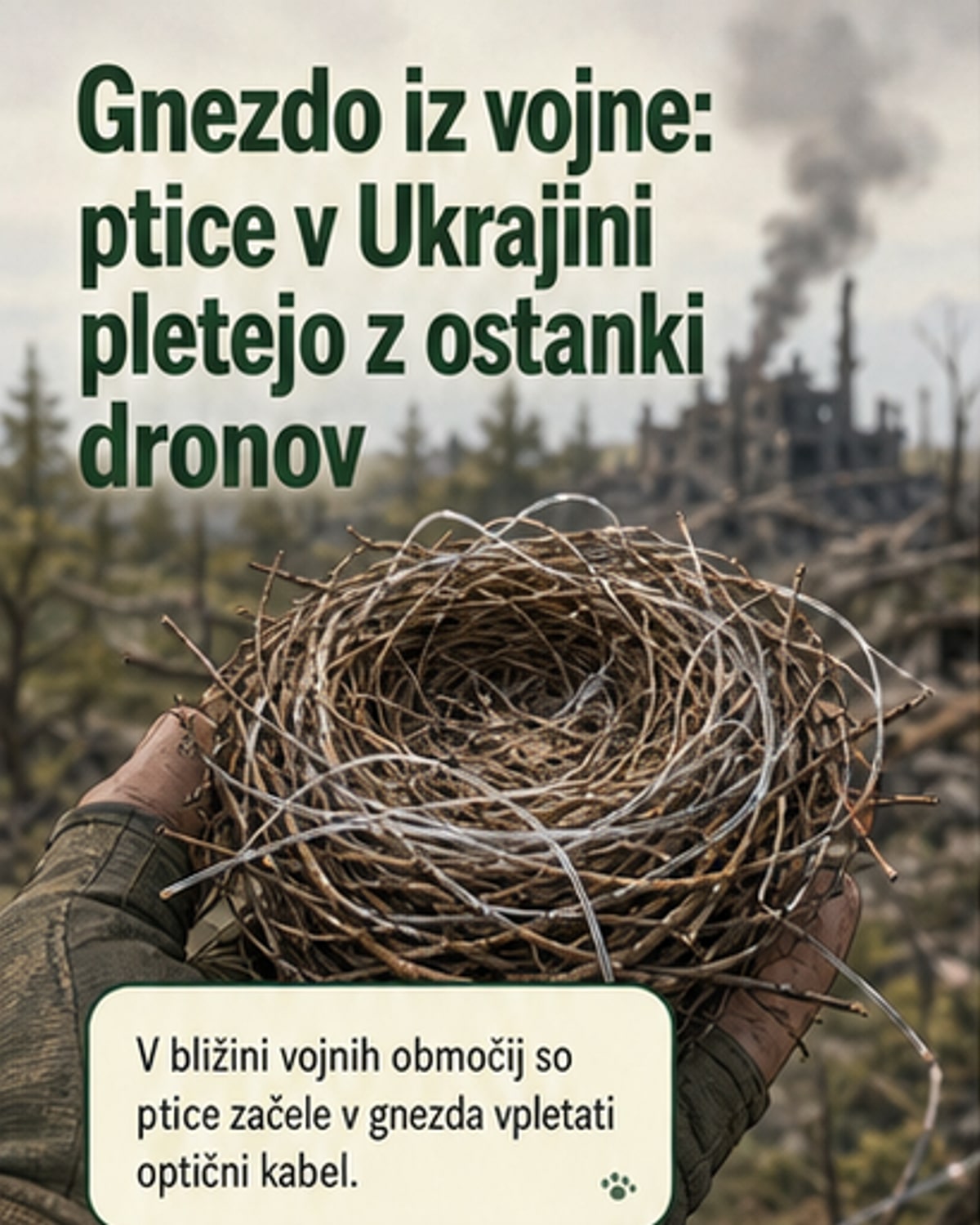 Ptice plešejo gnezda iz dronov