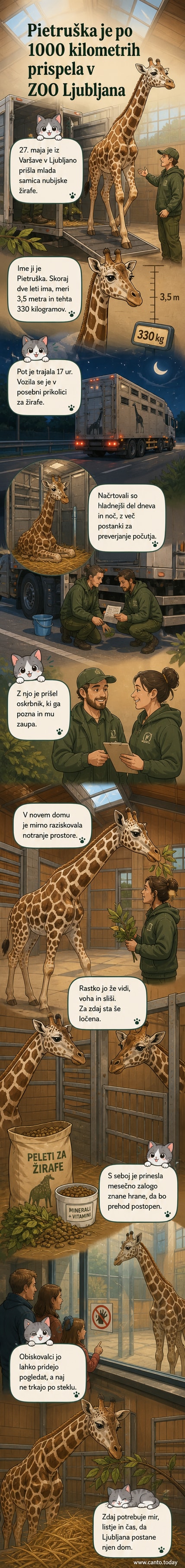 Mlada žirafa Pietruszka stoji v novem bivalnem prostoru v ZOO Ljubljana, ob njej je oskrbnik.