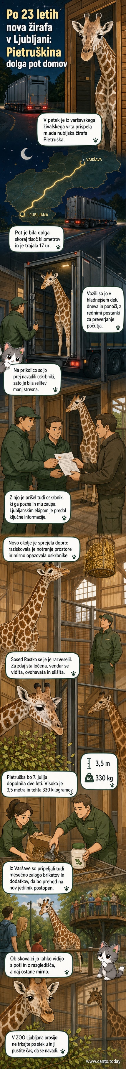 Mlada nubijska žirafa Pietruška stoji v notranjem prostoru živalskega vrta v Ljubljani, ob njej je oskrbnik.
