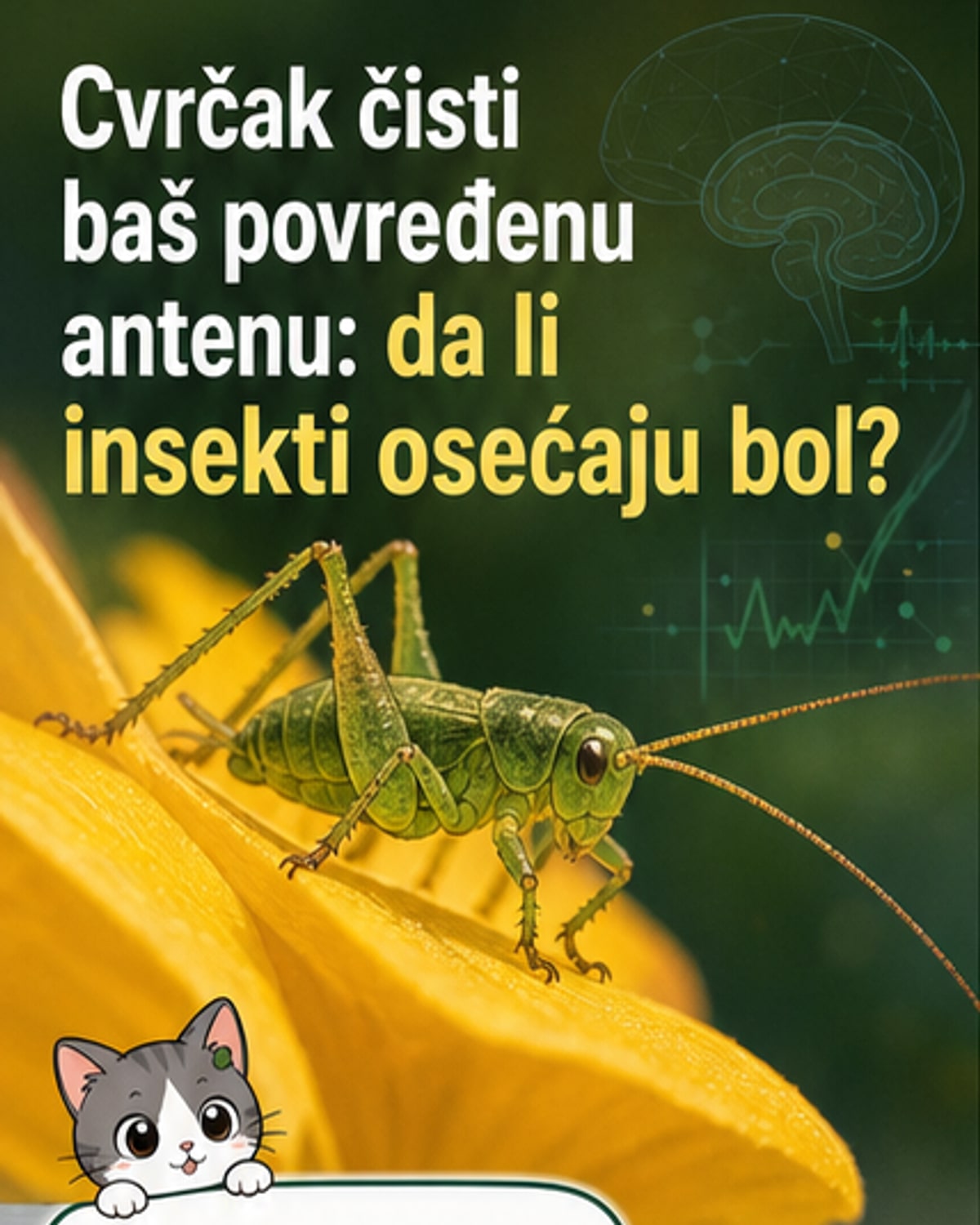 Da li cvrčci osećaju bol?