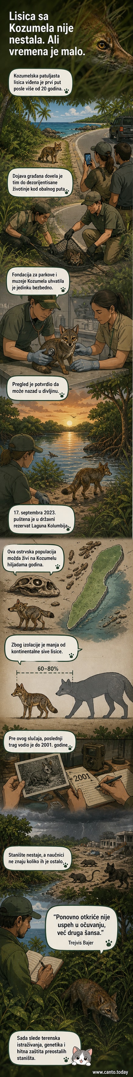 Ilustracija kozumelske patuljaste lisice na tlu šume, sa velikim očima i gustom krznenom košuljicom, u prirodnom staništu na ostrvu Kozumel.