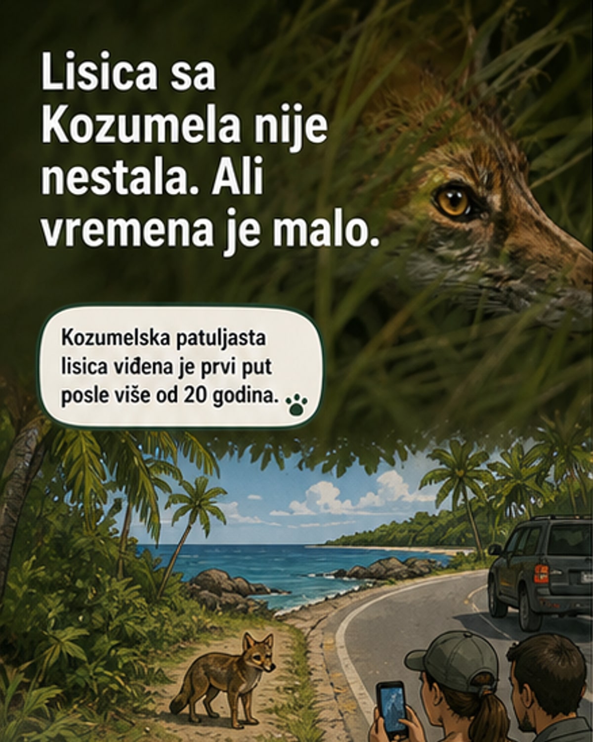 Ilustracija kozumelske patuljaste lisice na tlu šume, sa velikim očima i gustom krznenom košuljicom, u prirodnom staništu na ostrvu Kozumel.