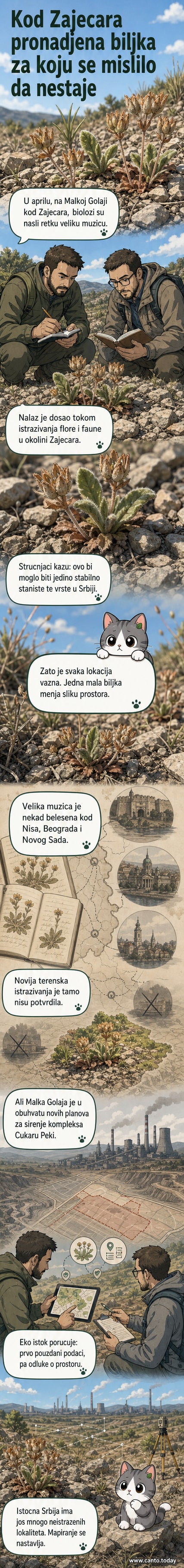 Мали цвећни биљни узгој Андрозаке максима на каменистој падини, са биологом у позадини како бележи податке.