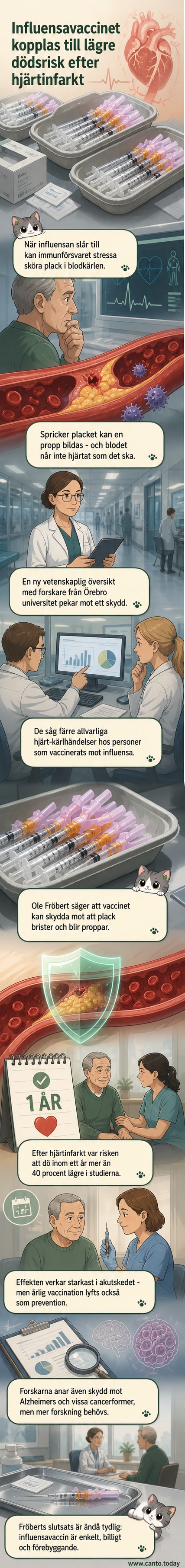 Illustration av ett hjärta med blodådror där ett influensavaccin visas skydda mot bristande plack och blodproppar.