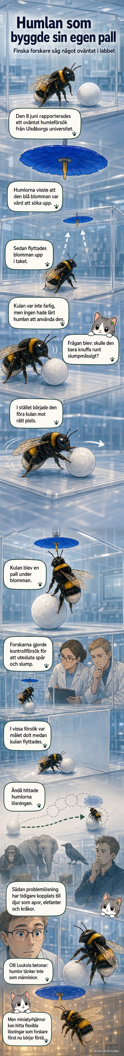 En humla står på en liten kula under en konstgjord blomma placerad högt upp i en genomskinlig låda, som en del av ett experiment där insekten visar problemlösningsförmåga.