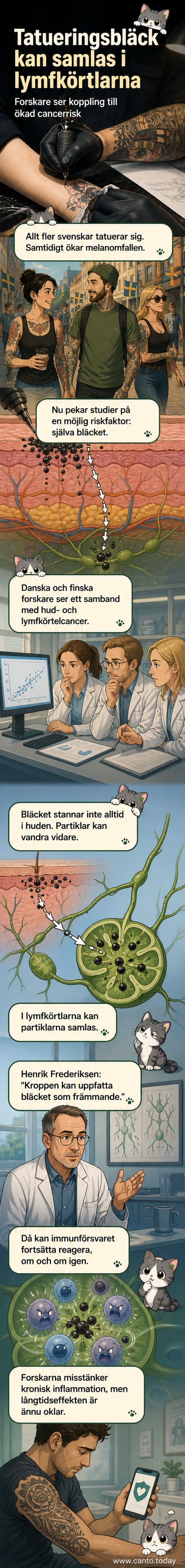 En illustration visar hur tatueringssvart från huden migrerar till lymfkörtlarna och utlöser en inflammatorisk reaktion i kroppen.