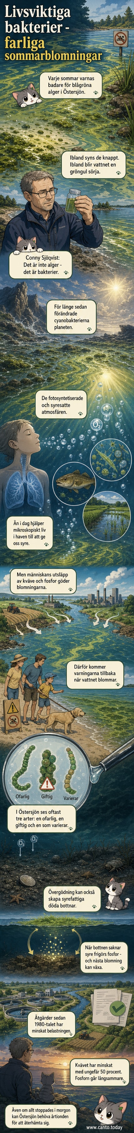 Mikroskopisk vy av cyanobakterier i gröna flingor på vattenyta, med illustration av syreutsläpp och kvävebindning i bakgrunden.