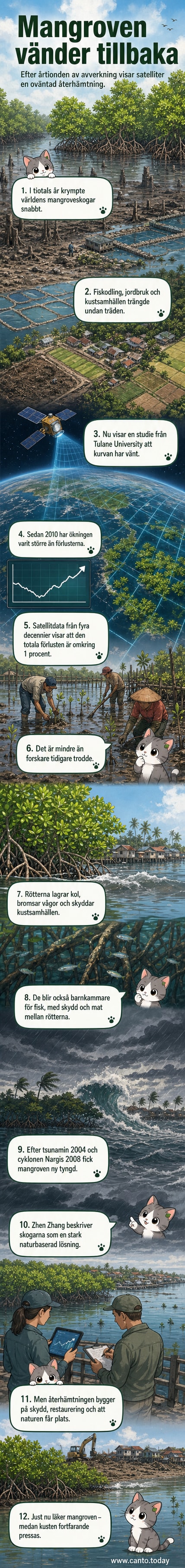 En nyåterväxande mangroveskog vid kusten under soligt väder, med träd som sprider ut rötter i vatten och ler.