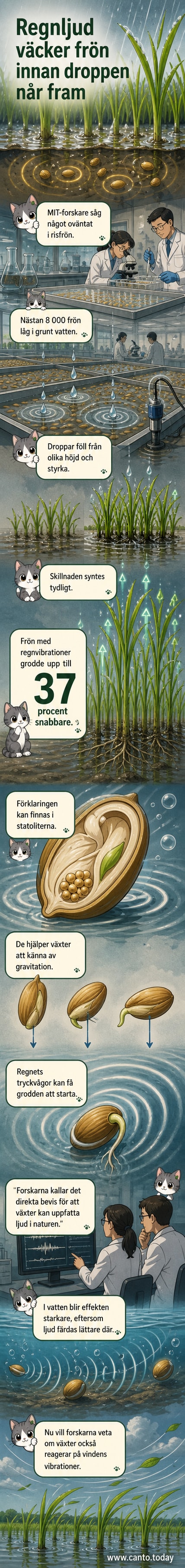 En illustration av små risfrön under vattenytan som vibrerar vid ljudet av fallande regndroppar, med våglinjer och mikroskopiska cellstrukturer synliga i bakgrunden.