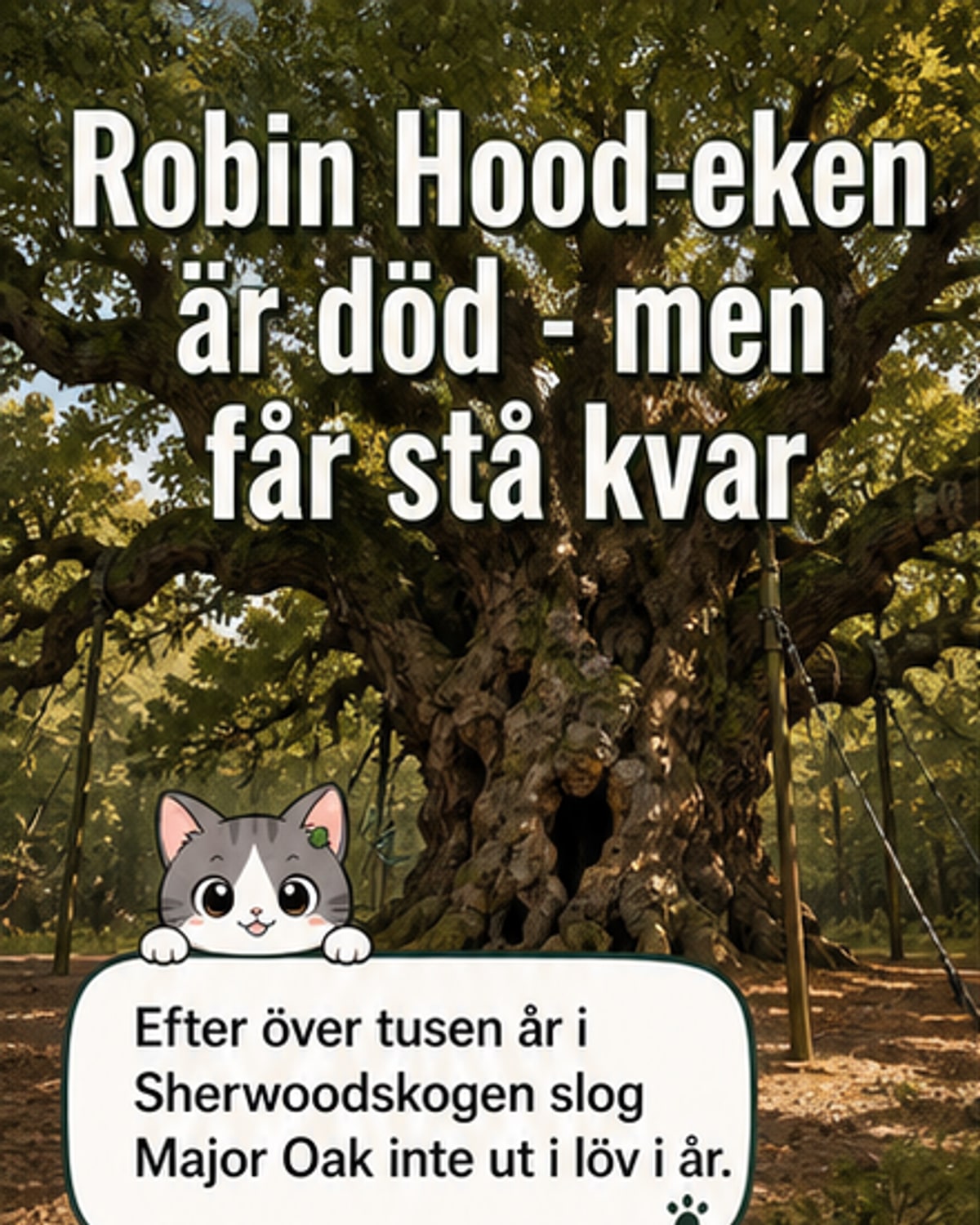 En massiv, äldre ek med bred stam och delvis kollapsade grenar står tyst i skogen, omgiven av gräs och dimma.