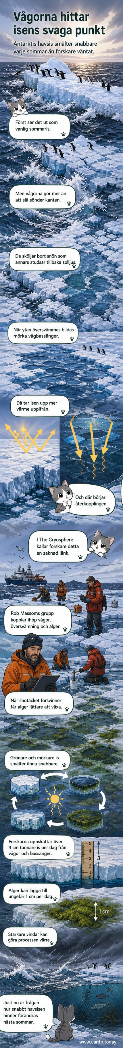 Illustration av Antarktis isyta där vågor bryter upp isen, mörka algsjöar breder ut sig och solen skiner över en mörknande yta.