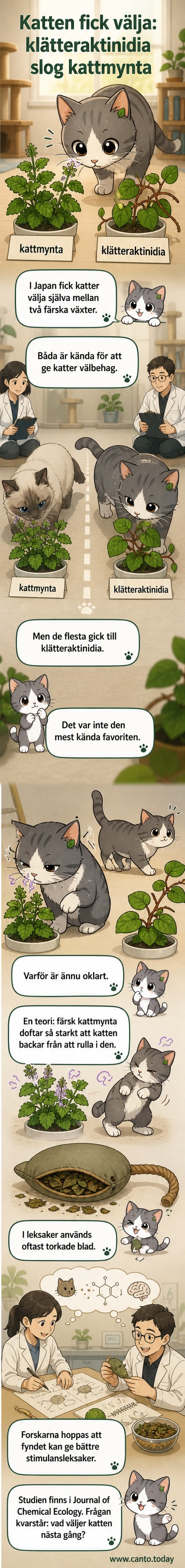 En katt rullar sig glatt i klätteraktinidia medan en planta med kattmynta står orörd bredvid.