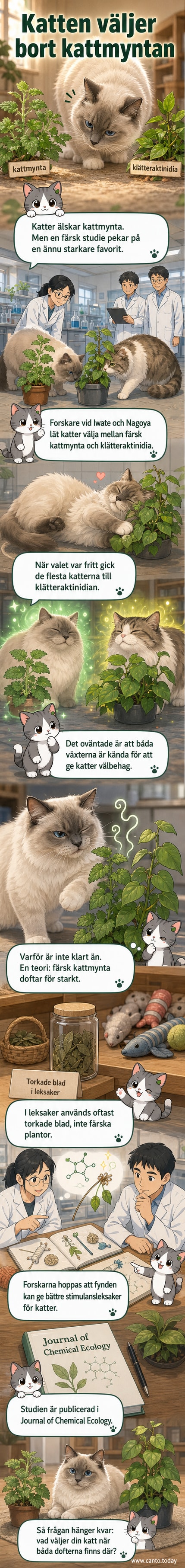 En katt rullar sig glatt i en klätteraktinidia-växt, medan en kattmynta står intill utan att röra vid. Illustrationen visar kontrasten mellan de två växternas lockelse.