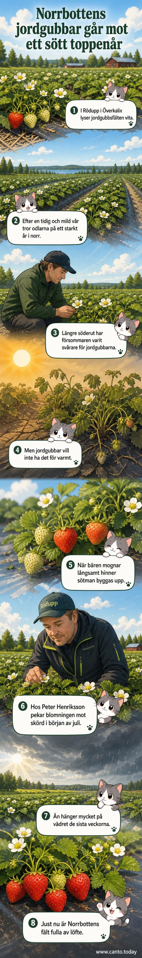 Vita jordgubbsblommor i ett fält i Rödupp, Överkalix, med gröna växter i förgrunden och blå himmel i bakgrunden.