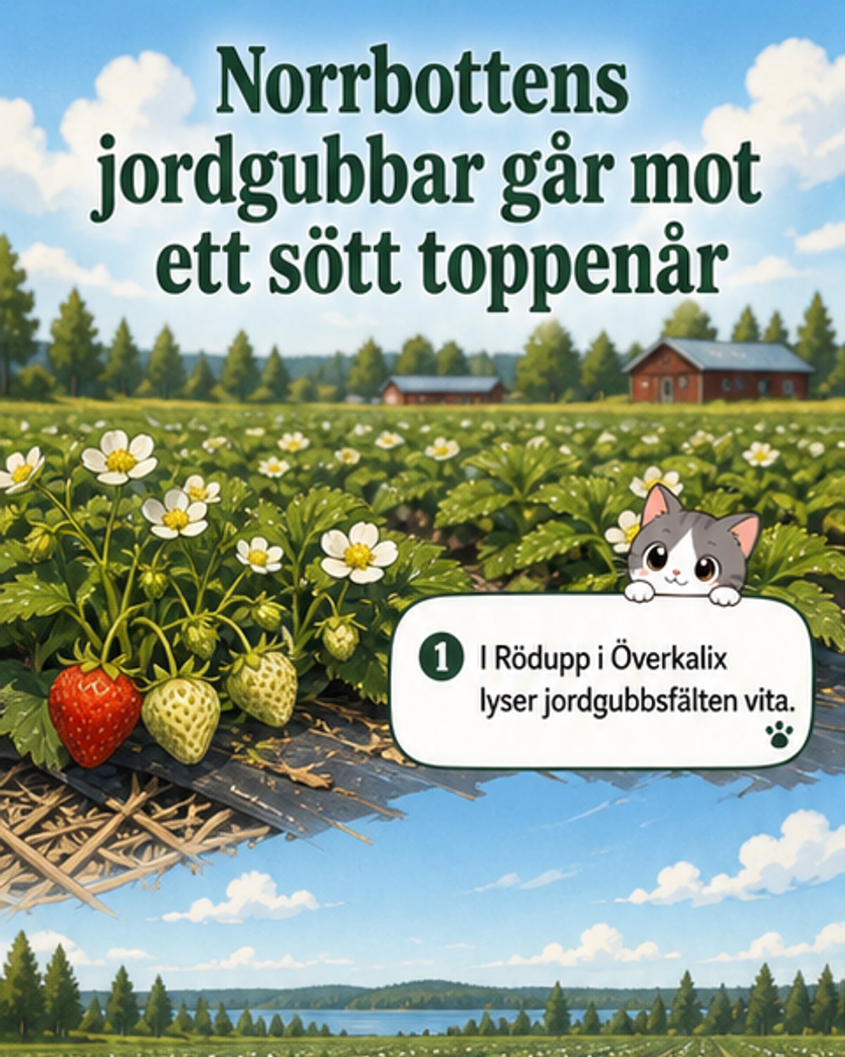 Vita jordgubbsblommor i ett fält i Rödupp, Överkalix, med gröna växter i förgrunden och blå himmel i bakgrunden.