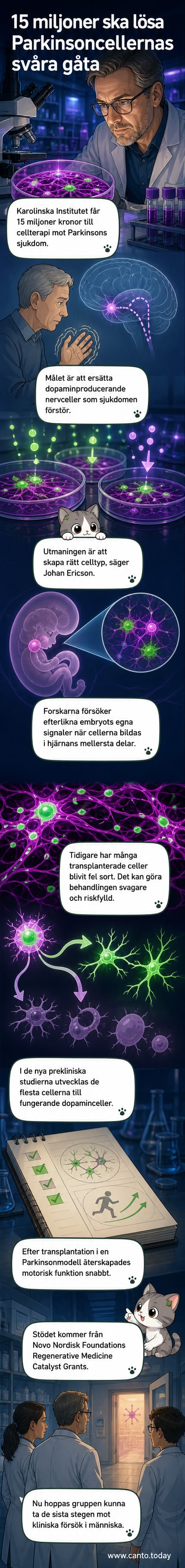 Mikroskopbild av nervceller i odling med färgmärkta dopaminproducerande celler, tillsammans med en illustration av hjärnan där cellerna ska införas.