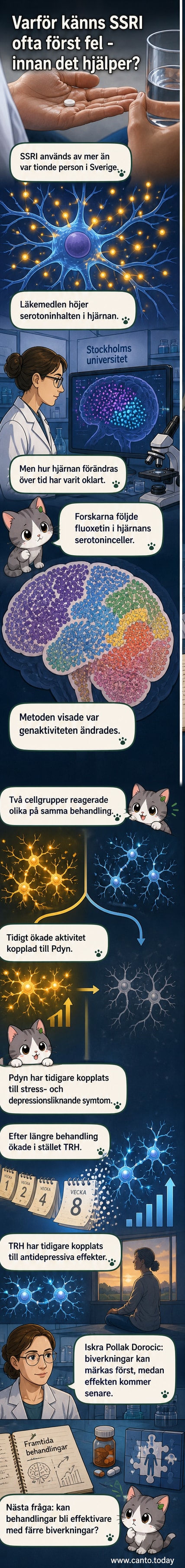 Illustration av hjärnan med markerade serotoninceller som visar två olika reaktioner – en snabb tillfällig och en senare varaktig – vid SSRI-behandling.