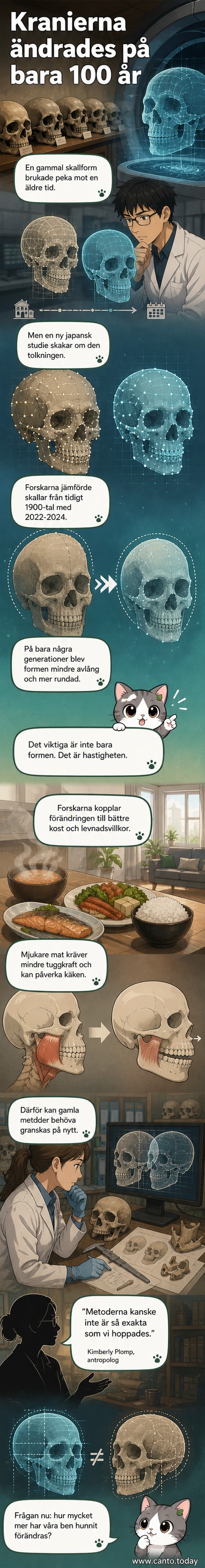 Illustration av två människoskallar sida vid sida – en från 1900-talet och en modern – med markörer som visar förändringar i form, inklusive rundare skalle och smalare kindben.