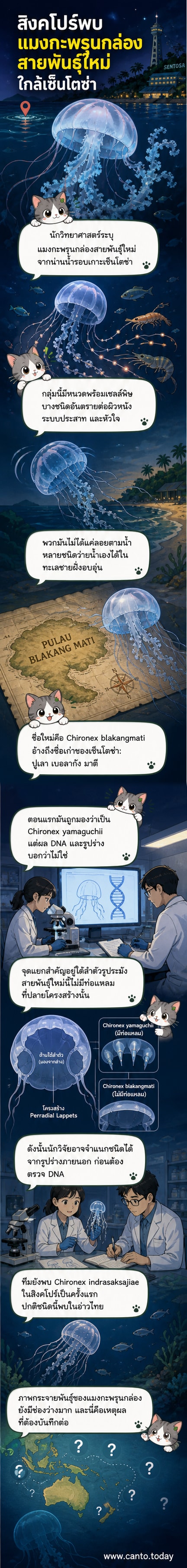 แมงกะพรุนกล่องตัวใหม่ในน้ำสีฟ้า ร่างโปร่งแสงรูปทรงเหลี่ยม มีหนวดยาวพันกัน อยู่ท่ามกลางปะการังใต้ทะเล
