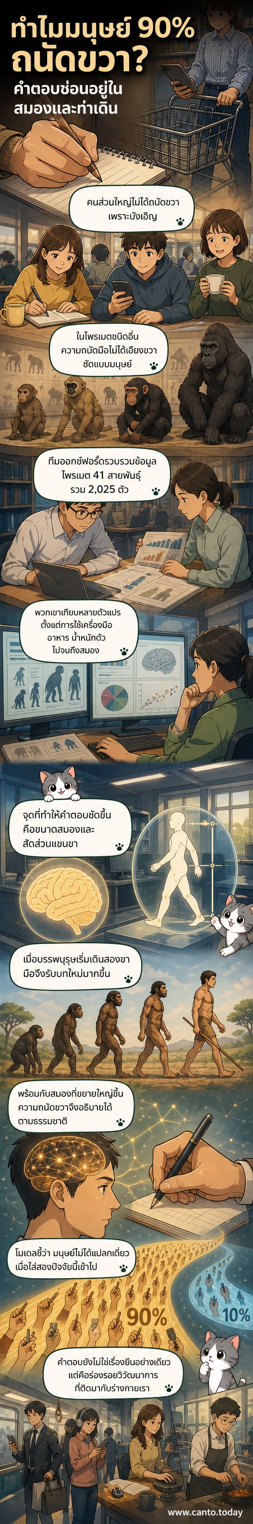 ภาพประกอบแนวเว็บตูน แสดงมนุษย์โบราณเดินตัวตรงพร้อมสมองขนาดใหญ่ เปรียบเทียบกับลิงที่เดินสี่ขาและมือที่ใช้งาน