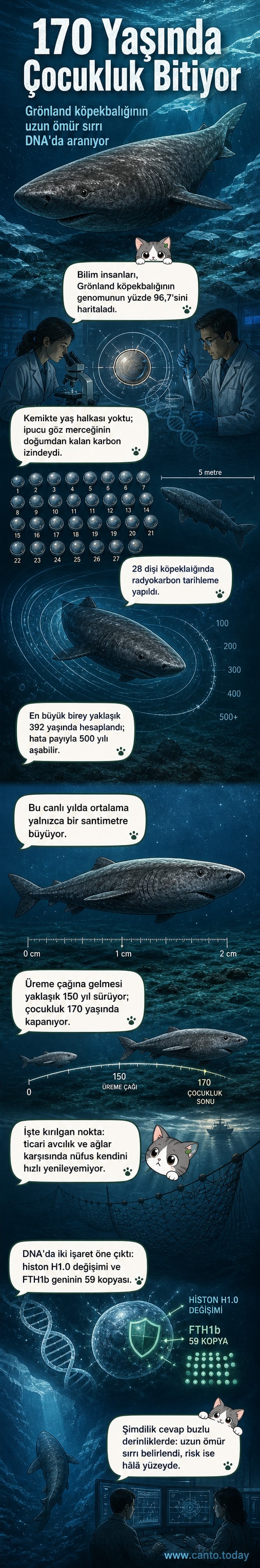 Grönland köpekbalığı buz altı okyanusta yüzerken, yaşını gösteren görsel bir zaman çizelgesiyle birlikte.