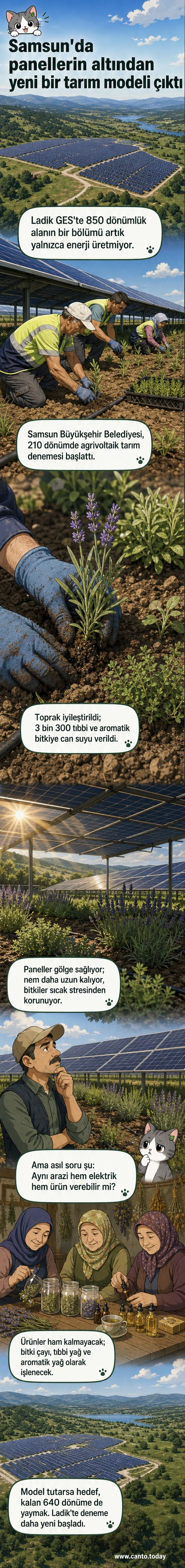 Güneş panellerinin altında lavanta ve kekik yetişen bir tarla, arka planda güneş enerjisi panelleriyle birlikte görülüyor.