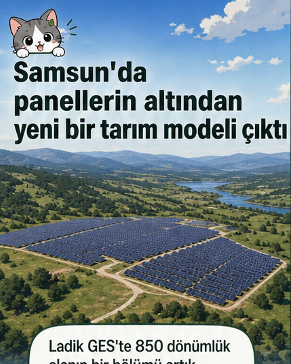 Güneş panellerinin altına ne ektiklerini gördük