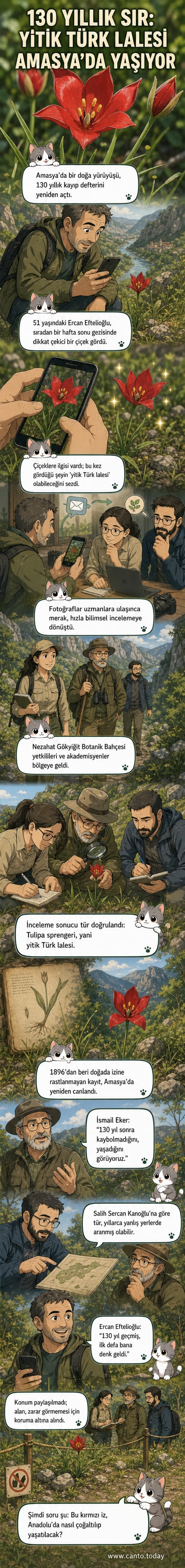 Amasya'nın dağlık bir bölgesinde, kırmızımsı turuncu renkli, uzun saplı bir lale çiçeği topraktan çıkıyor. Arka planda yeşil otlar ve kayalık bir arazi görünüyor.