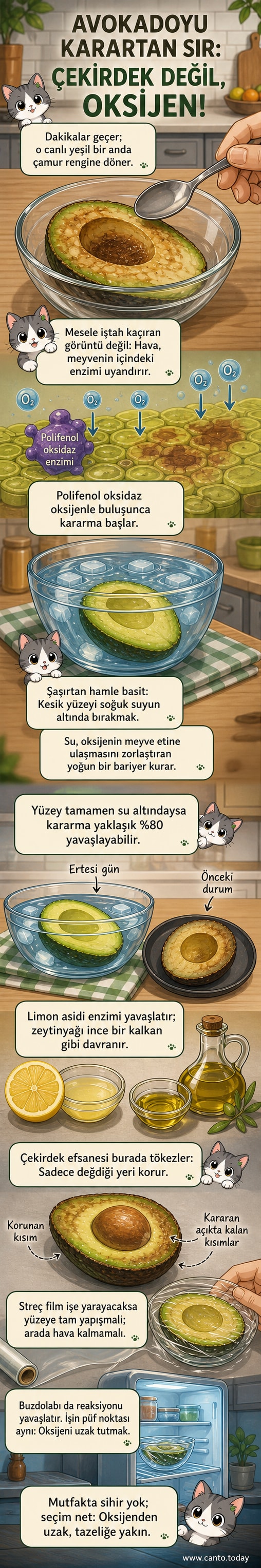 Kesilmiş bir avokado, suyun içinde korunurken; yanında limon dilimi ve zeytinyağı damlaları görülüyor.
