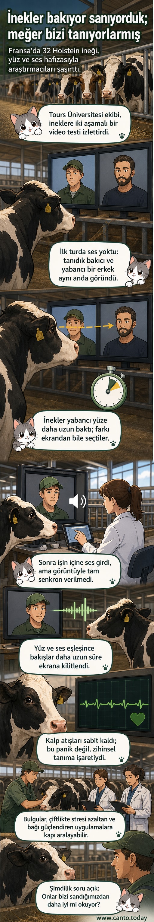 İneklerin bir ekranda insan yüzlerini tanıma deneyi, bilimsel bir laboratuvarda gerçekleşiyor.
