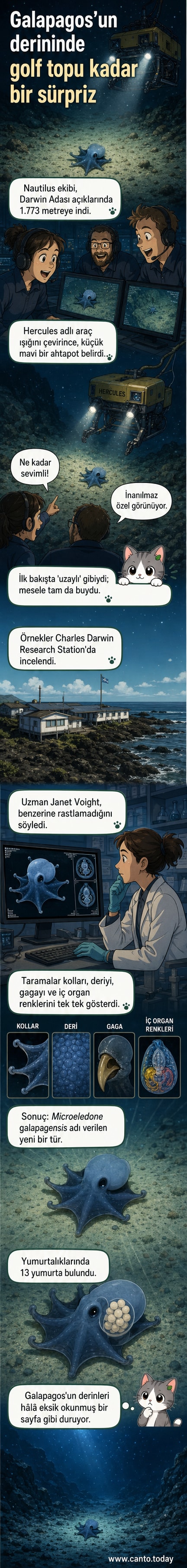 Derin denizde mavi, yuvarlak bir ahtapot, uzaktan kumandalı bir araç tarafından aydınlatılıyor. Arkaplanda karanlık, kayalık bir deniz tabanı var.