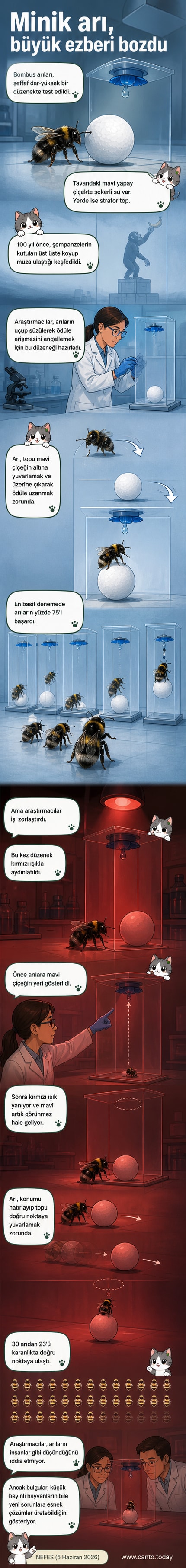 Şeffaf bir kutuda, strafor bir topu yuvarlayan bir bombus arısı. Üstte mavi bir yapay çiçek, içinde şekerli su var.