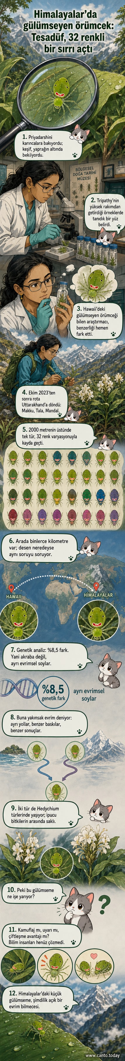 Himalayalar'da keşfedilen, sırtında gülümseyen yüz deseni olan küçük bir örümcek, doğal bitki örtüsü üzerinde duruyor.