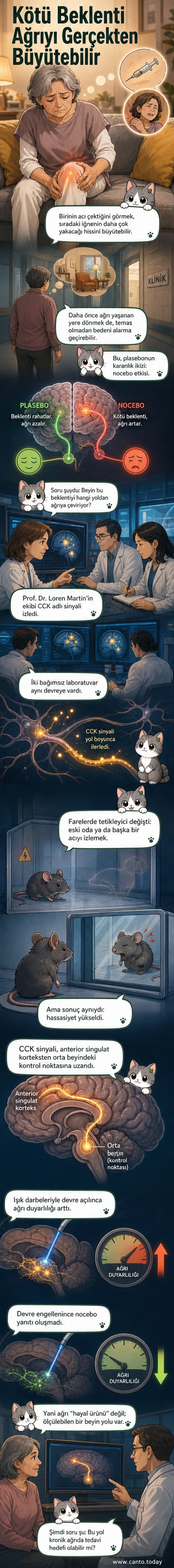 Beyin şeması üzerinde ağrı duygusunu ileten CCK sinyal yolu vurgulanıyor, anterior singulat korteks ile orta beyin arasında bağlantı gösteriliyor