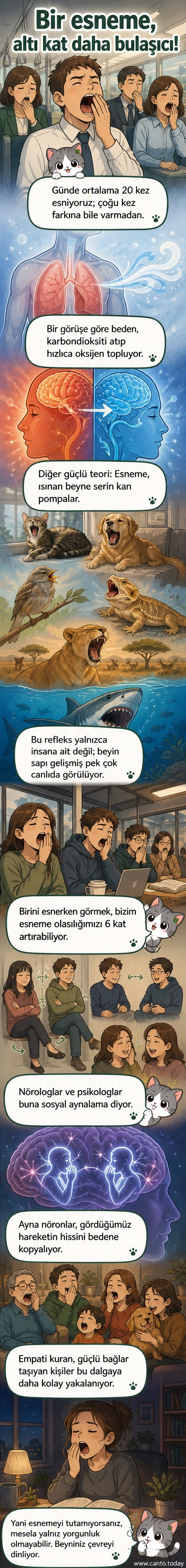 İnsanlar ve farklı türlerdeki hayvanlar esnerken gösteriliyor; beynin ayna nöronları ve sosyal bağlar arasındaki ilişkiyi anlatan görsel.