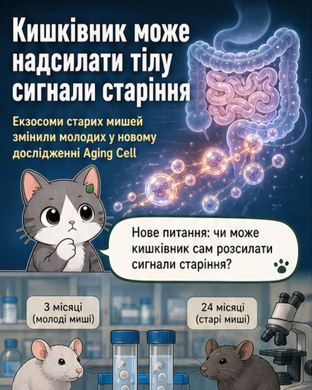 Кишкові частинки можуть прискорювати старіння