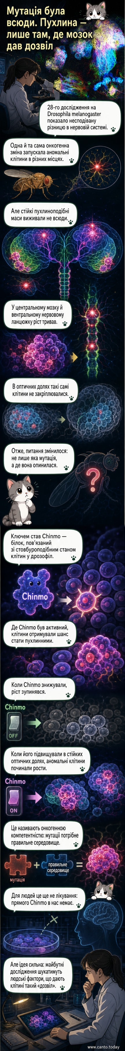 Конфокальне зображення мозку плодової мушки з позначеними аномальними клітинами; в одних регіонах видно активний ріст, в інших — ні