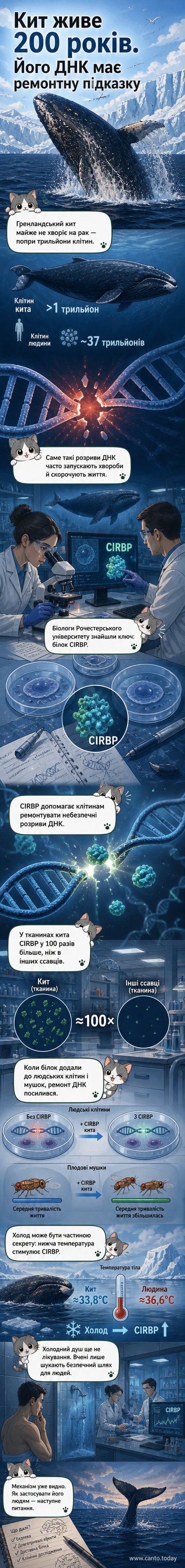 Ілюстрація гренландського кита в крижаних водах з підсвіченим механізмом відновлення ДНК у клітинах